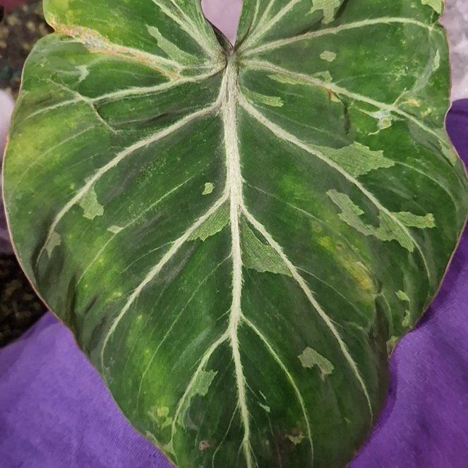 Photo of the plant species Philodendron gloriosum 'Snow Leopard' Variegated by @Maxjameseu named Philodendron gloriosum 'Snow Leopard' on Greg, the plant care app
