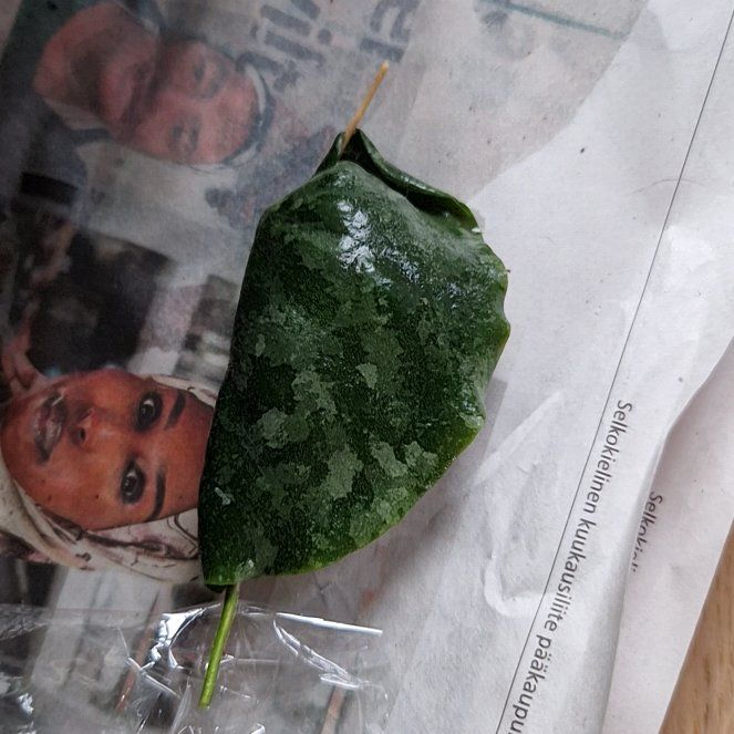Photo of the plant species Hoya imbricata by @Maxjameseu named Zion on Greg, the plant care app