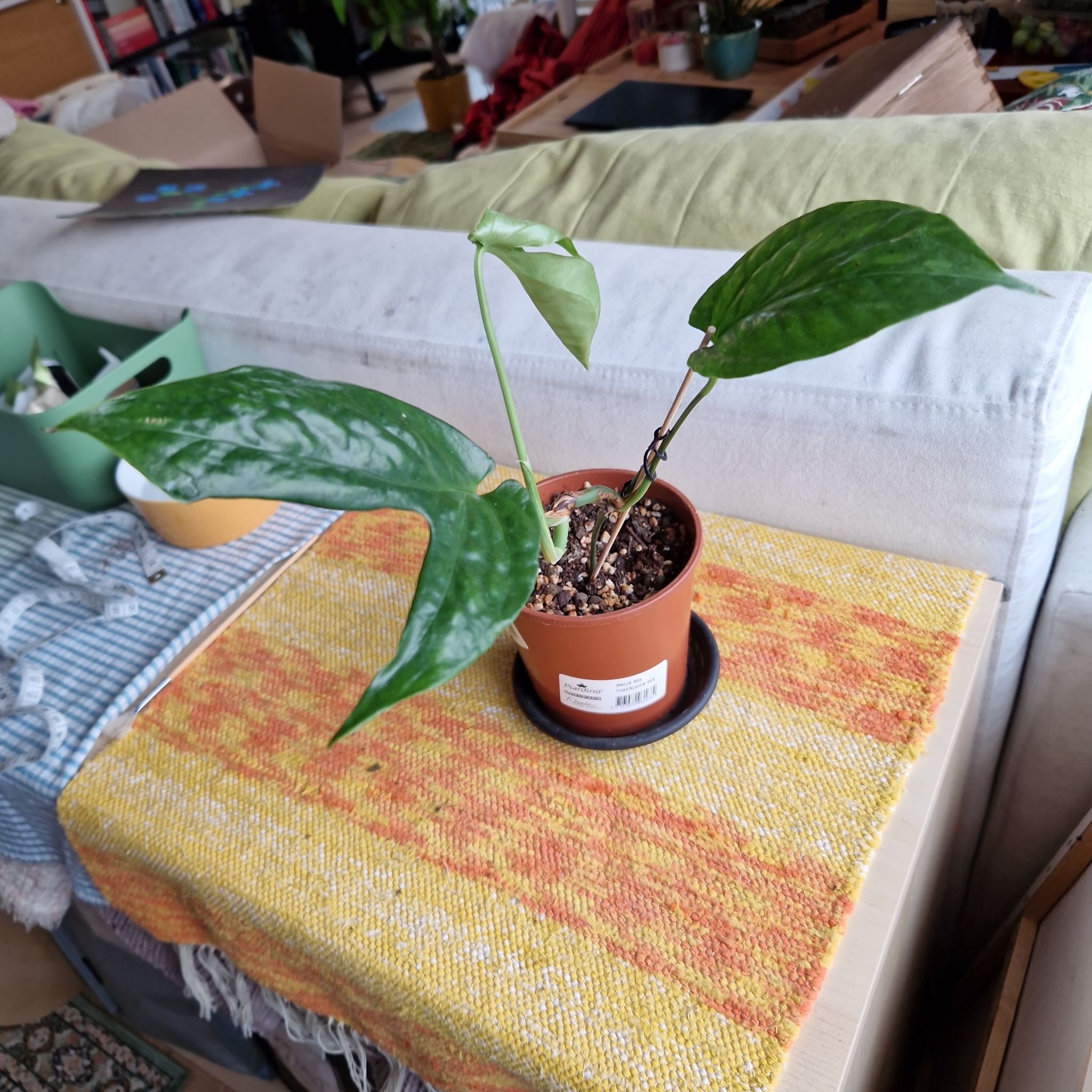 Photo of the plant species Amydrium medium by @Maxjameseu named Amydrium Medium Mint Variegata on Greg, the plant care app