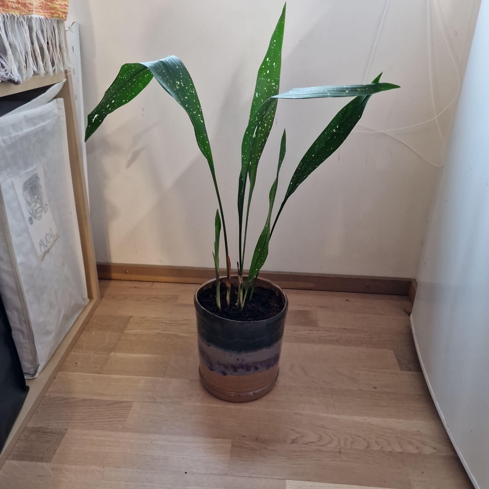 Photo of the plant species Cast Iron Milky Way by @Maxjameseu named Khaleesi on Greg, the plant care app