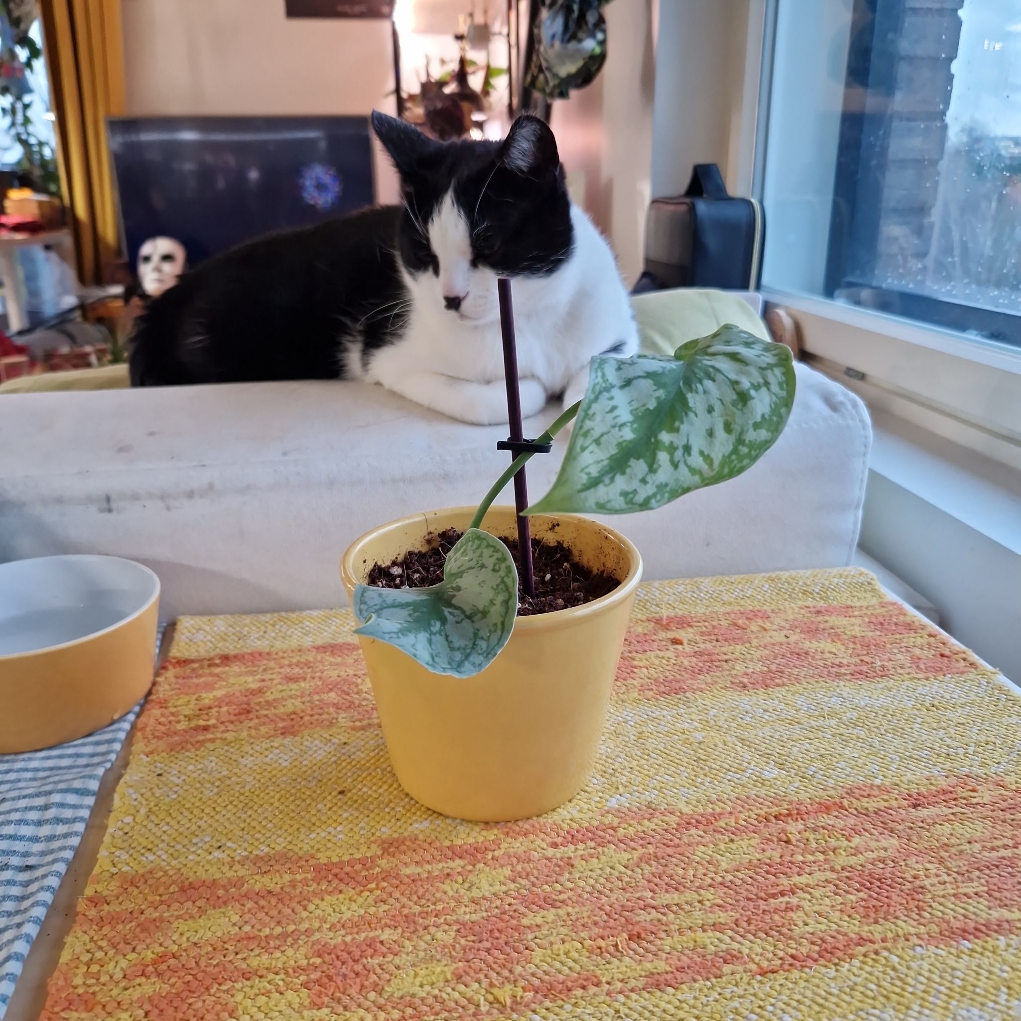Photo of the plant species Trebie Satin Pothos by @Maxjameseu named Surya on Greg, the plant care app