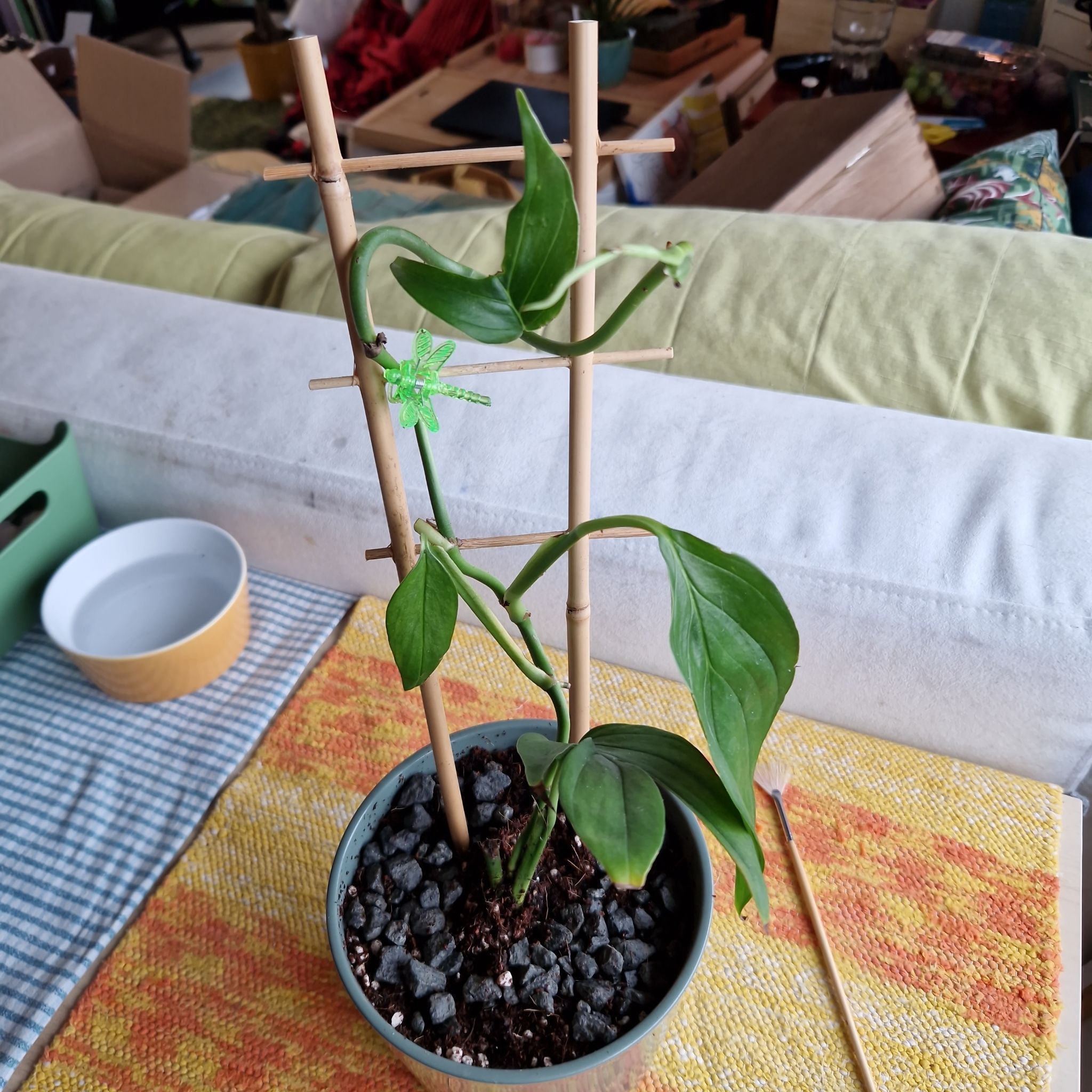 Photo of the plant species Monstera subpinnata by @Maxjameseu named Planty on Greg, the plant care app