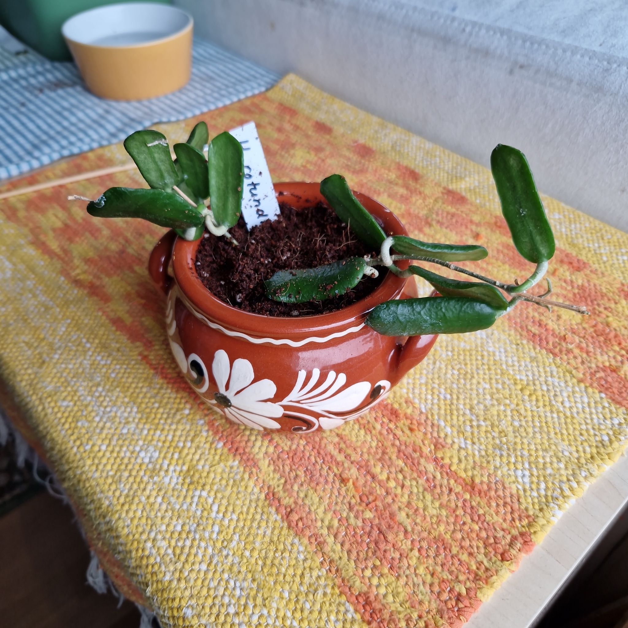 Photo of the plant species Hoya rotundiflora by @Maxjameseu named Hoya Rotundiflora on Greg, the plant care app