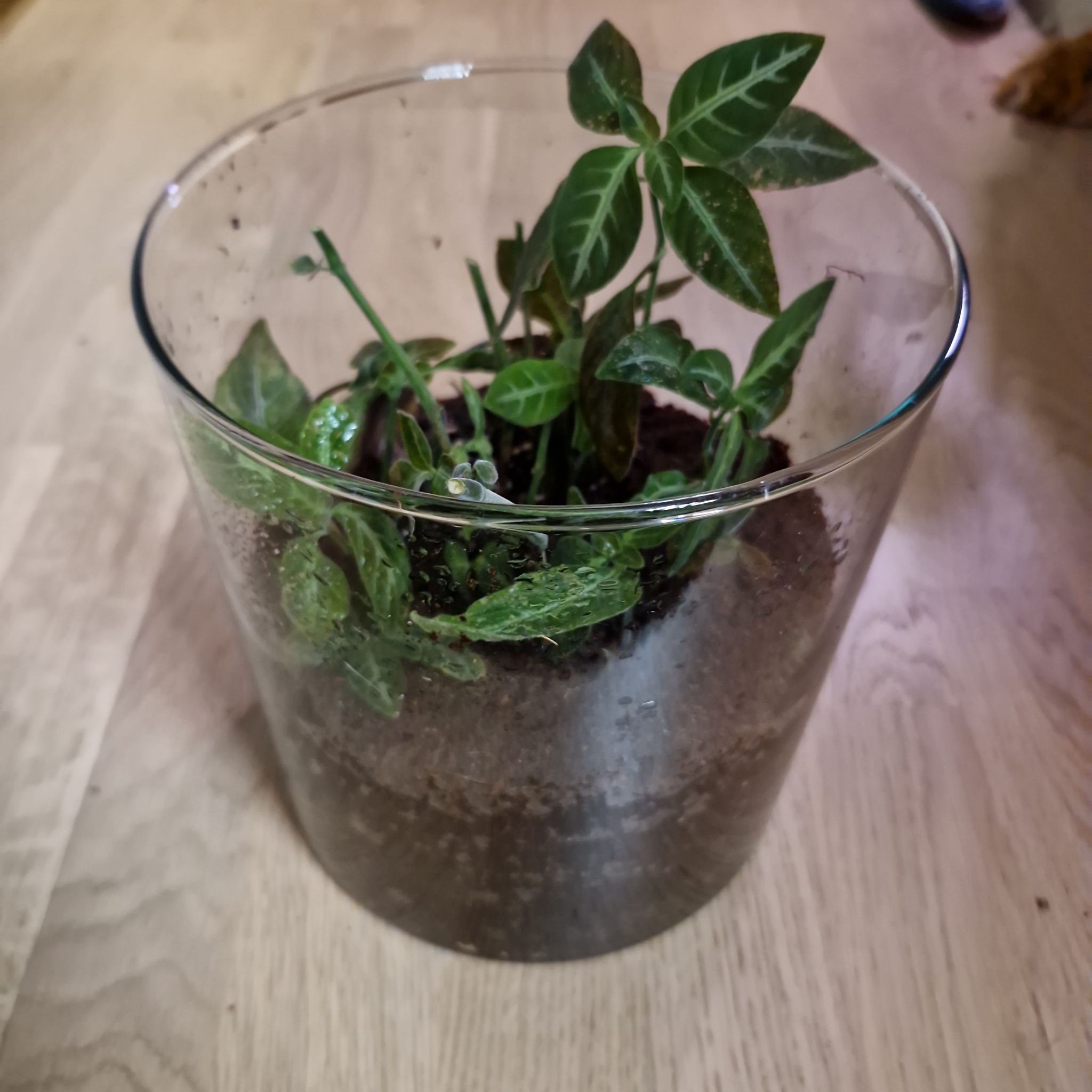 Photo of the plant species Monkey plant by @Maxjameseu named Ruellia Makoyana on Greg, the plant care app