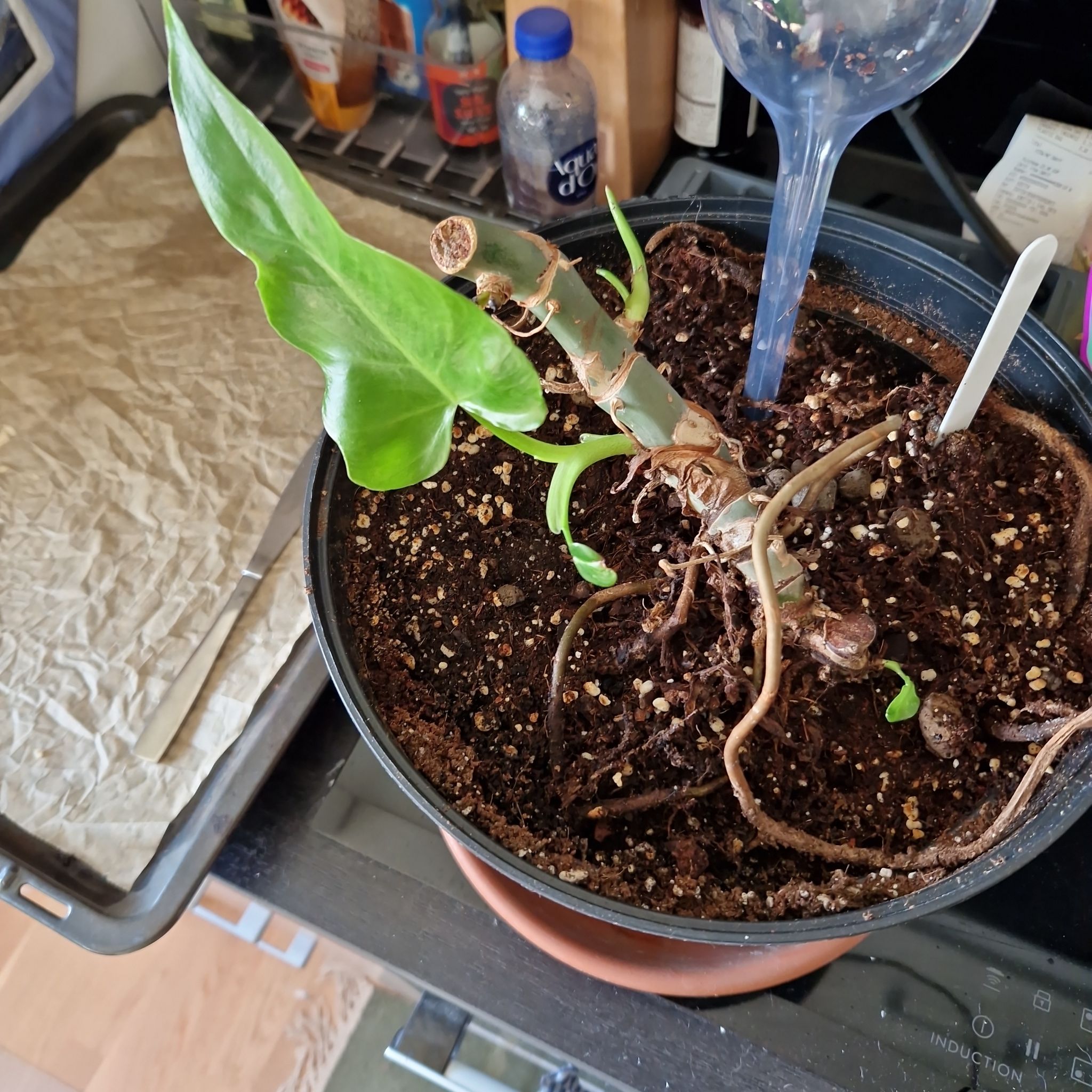 Photo of the plant species Philadendron Radiatum by @Maxjameseu named Philodendron Radiatum on Greg, the plant care app