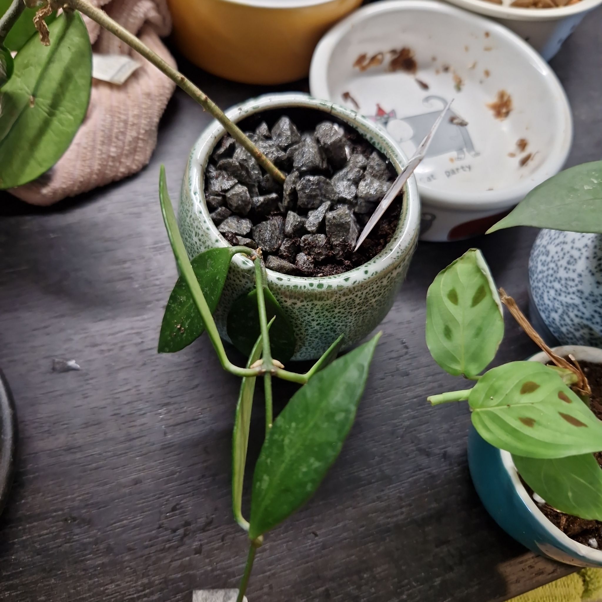 Photo of the plant species Hoya 'Memoria' by @Maxjameseu named Hoya memoria on Greg, the plant care app