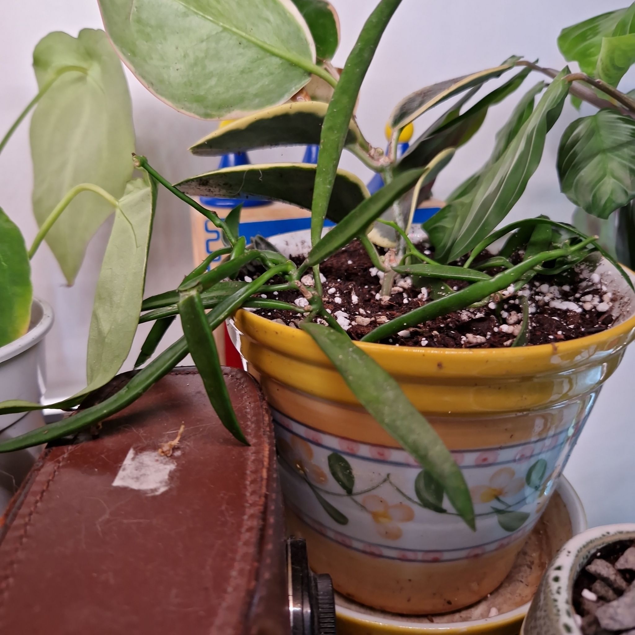 Photo of the plant species Long-Leaf Hoya by @Maxjameseu named Hoya Longifolia on Greg, the plant care app