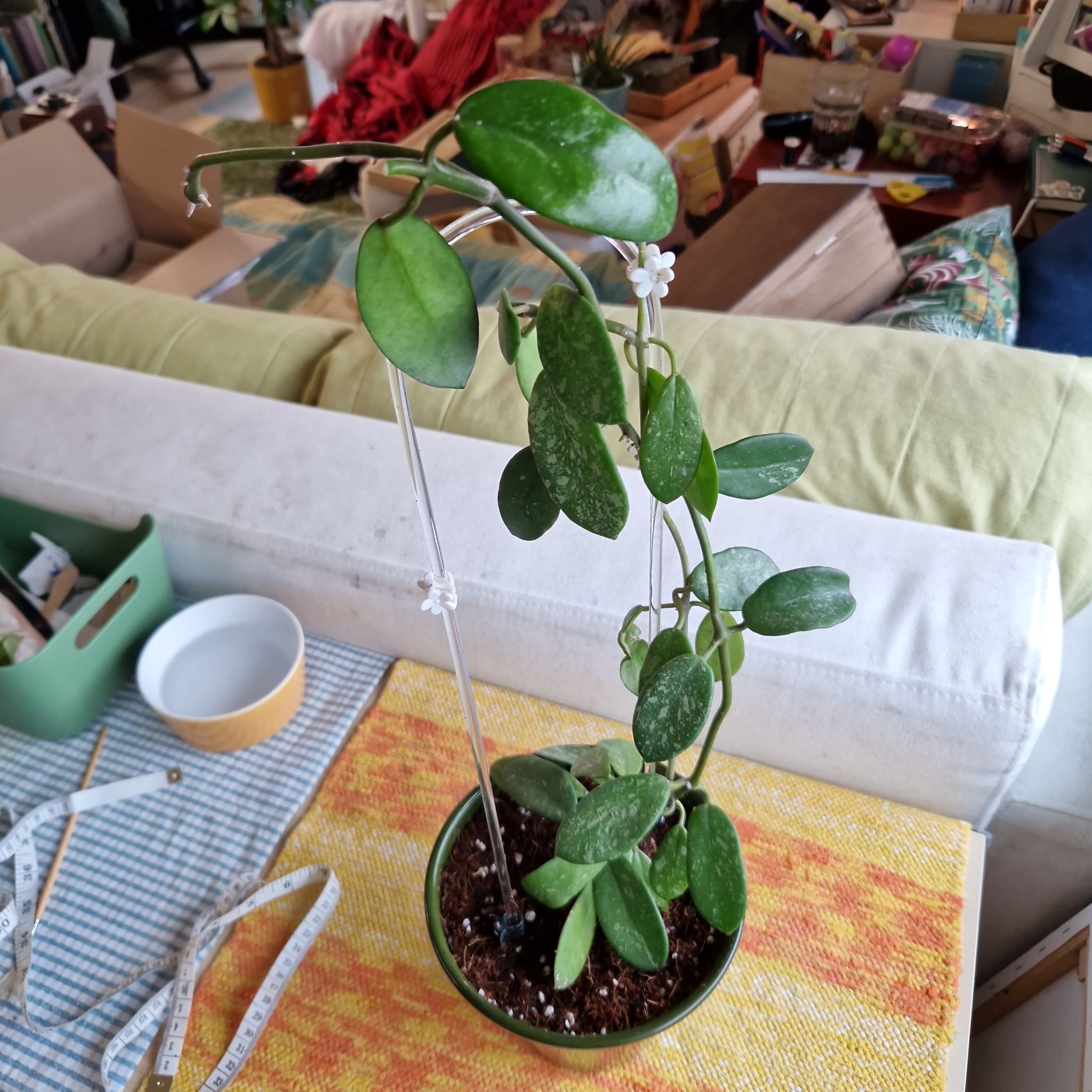 Photo of the plant species Hoya diversifolia by @Maxjameseu named Hoya diversifolia splash on Greg, the plant care app