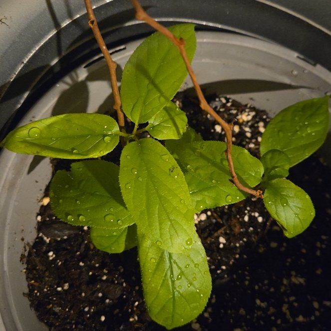 Plant care for Actinidia rudis var. glabricaulis on Greg, the plant care app