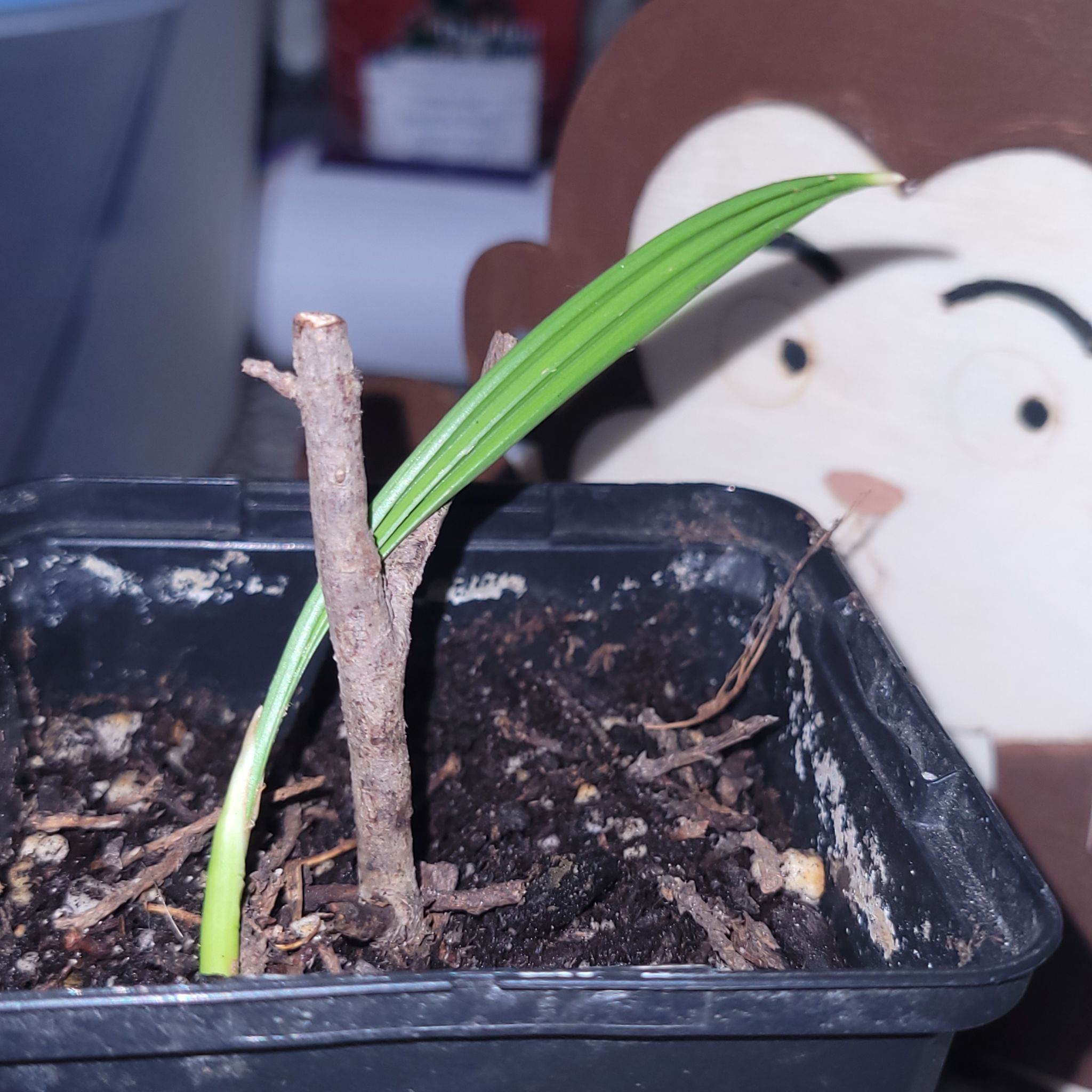 Photo of the plant species Date Palm by @NoblyMuskflower named Muhammad Ali on Greg, the plant care app