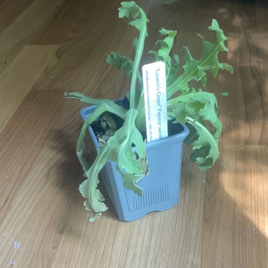 Photo of the plant species Papaver 'Sissinghurst White' by @wildcard77 named Doja Cat on Greg, the plant care app
