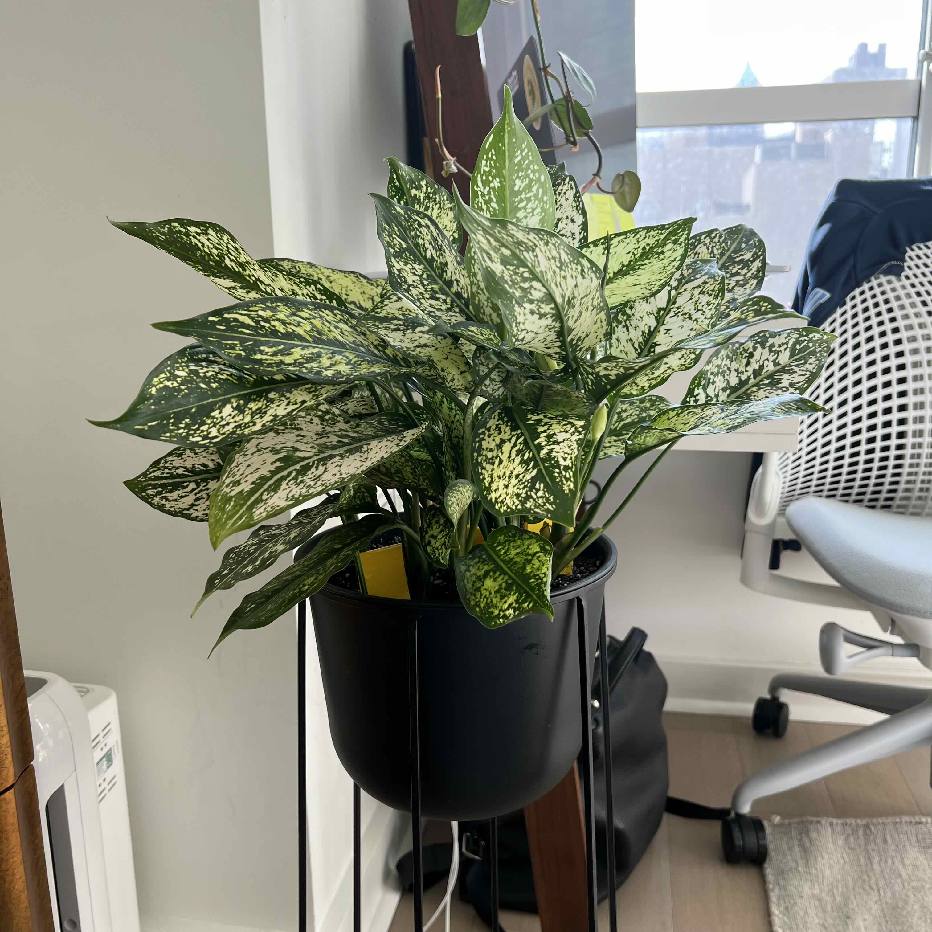 Healthy Aglaonema 'Spring Snow' plant in a black pot with green and white speckled leaves.