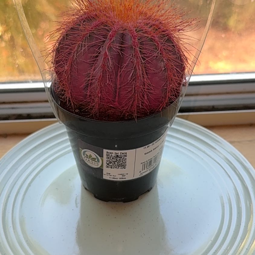 Photo of the plant species Kosmik Kaktus by @WarmFicus35 named Scarlett on Greg, the plant care app