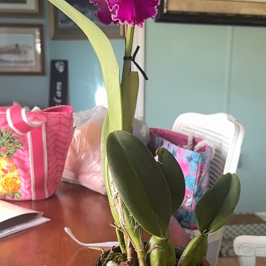 Photo of the plant species Cattleya 'Irene Holguin Brown Eyes' by @HeirOysterplant named Gaga on Greg, the plant care app