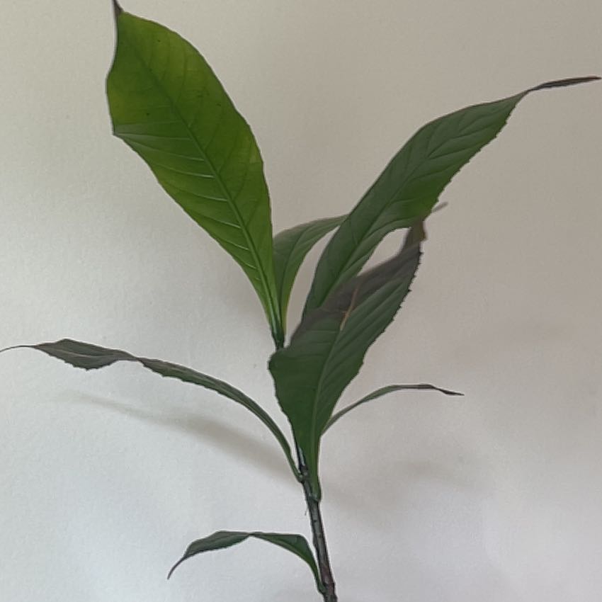 Photo of the plant species Heaven Lotus by @YeahRexbegonia named Mollie on Greg, the plant care app