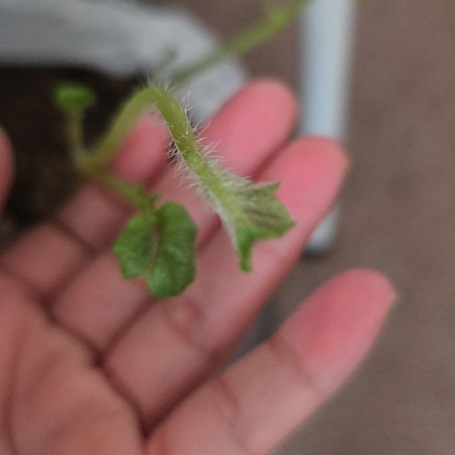 Photo of the plant species Smallflower Nemophila by @FreeFalsecaesar named Aria on Greg, the plant care app