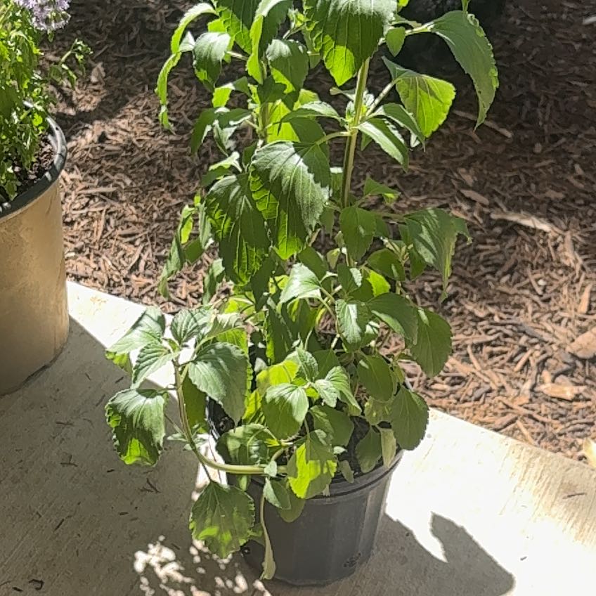 Photo of the plant species Mystic spires sage by @GoodStingray64 named Demi on Greg, the plant care app