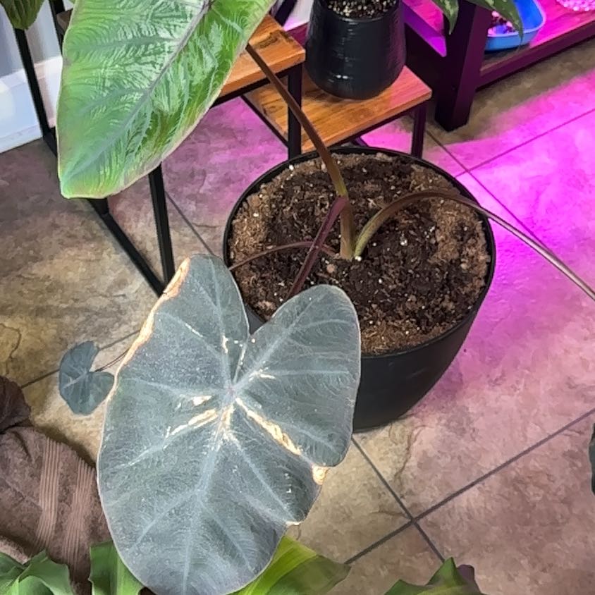 Photo of the plant species Colocasia Royal Hawaiian by @myescape named Prince on Greg, the plant care app