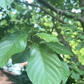 Photo of the plant species Japanese Flowering Cherry by @ElatedRamsons23 named Ronaldo on Greg, the plant care app