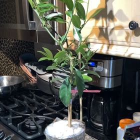 Photo of the plant species Meiwa Kumquat Tree by @AnewDeergrass76 named Foxxy on Greg, the plant care app