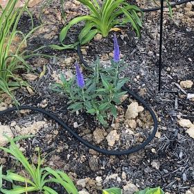 Photo of the plant species Spike Speedwell by @SightlyCoojong named Peter Parker on Greg, the plant care app