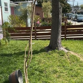 Photo of the plant species Natchez Crape Myrtle by @FitBlue15 named Sigmund on Greg, the plant care app