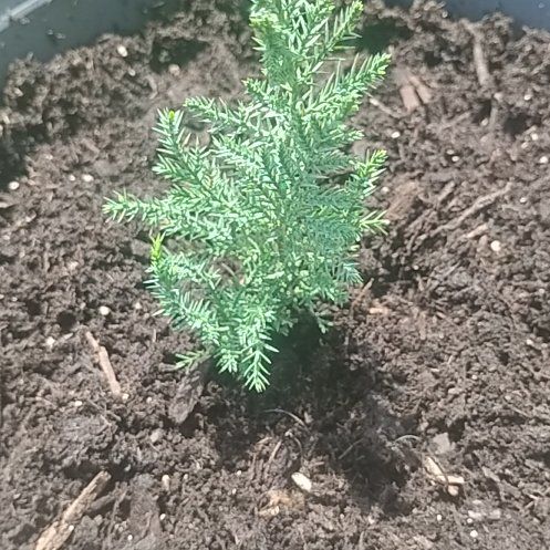 Photo of the plant species Japanese Cedar by @RegnantIvy71 named Michelle Branch on Greg, the plant care app