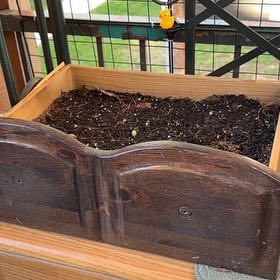 Photo of the plant species Potatoe by @SolidlyBorage7 named Poot on Greg, the plant care app