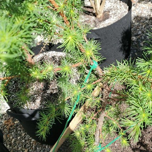 Photo of the plant species Japanese Larch 'Paper Lanterns' by @CleanLarkspur89 named Bodhi on Greg, the plant care app