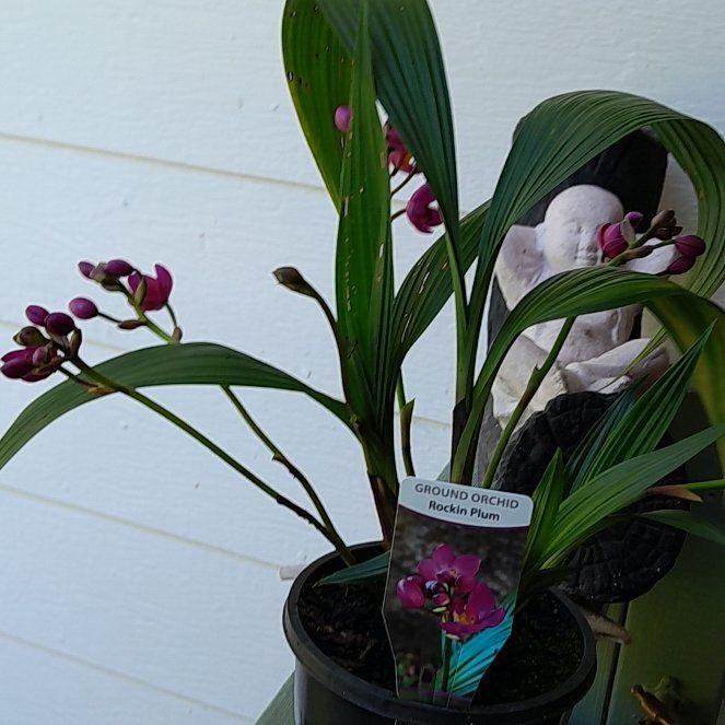 Photo of the plant species Small-Flowered Spathoglottis by @HotBacopa18 named Rockin Plum ground orchid on Greg, the plant care app