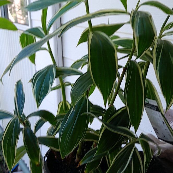 Photo of the plant species Golden Crepe Ginger by @HotBacopa18 named Prince on Greg, the plant care app
