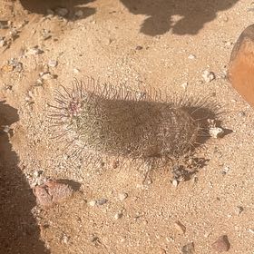 Photo of the plant species Mammillaria sheldonii by @TastySilktree named Sahara on Greg, the plant care app