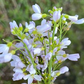 Photo of the plant species Cuckooflower by @BestNoni81 named Emerson on Greg, the plant care app
