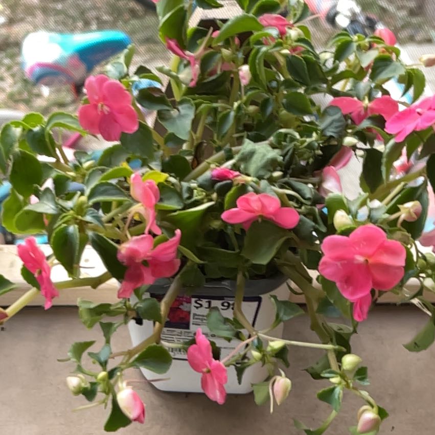 Photo of the plant species Impatiens Wallriana by @HoorayLagunaria named Beacon impatiens 4 on Greg, the plant care app