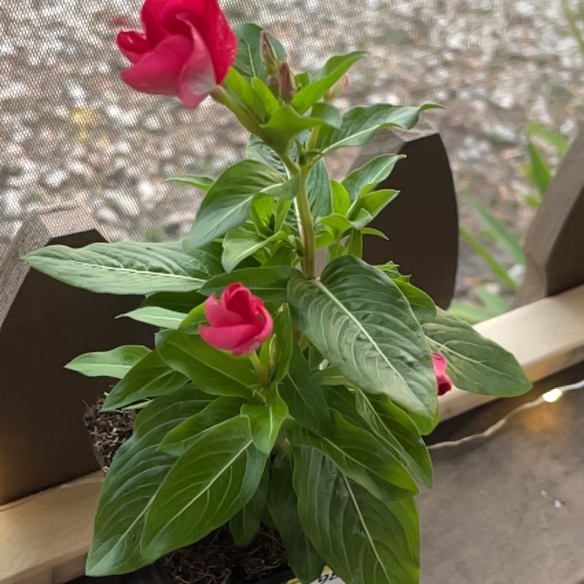 Photo of the plant species Herbaceous Periwinkle by @HoorayLagunaria named Vinca 5 on Greg, the plant care app
