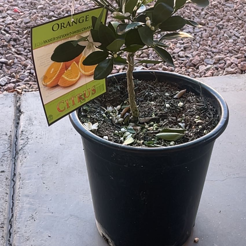 Photo of the plant species Washington Navel Orange by @SuaveFieldpansy named Maya on Greg, the plant care app