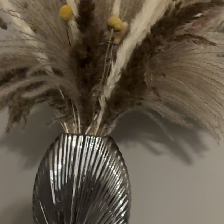 Photo of the plant species Tree Climacium Moss by @HotBalsam58 named Gobi on Greg, the plant care app