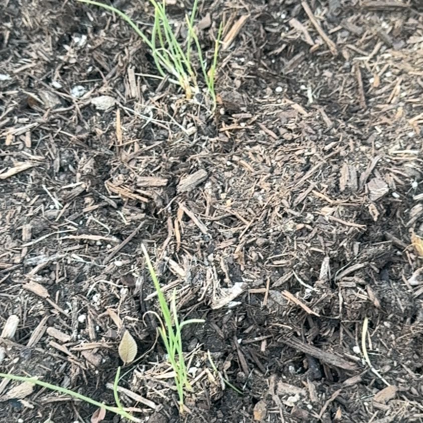 Photo of the plant species Nodding Onion by @TrustingPlanera named Queen on Greg, the plant care app