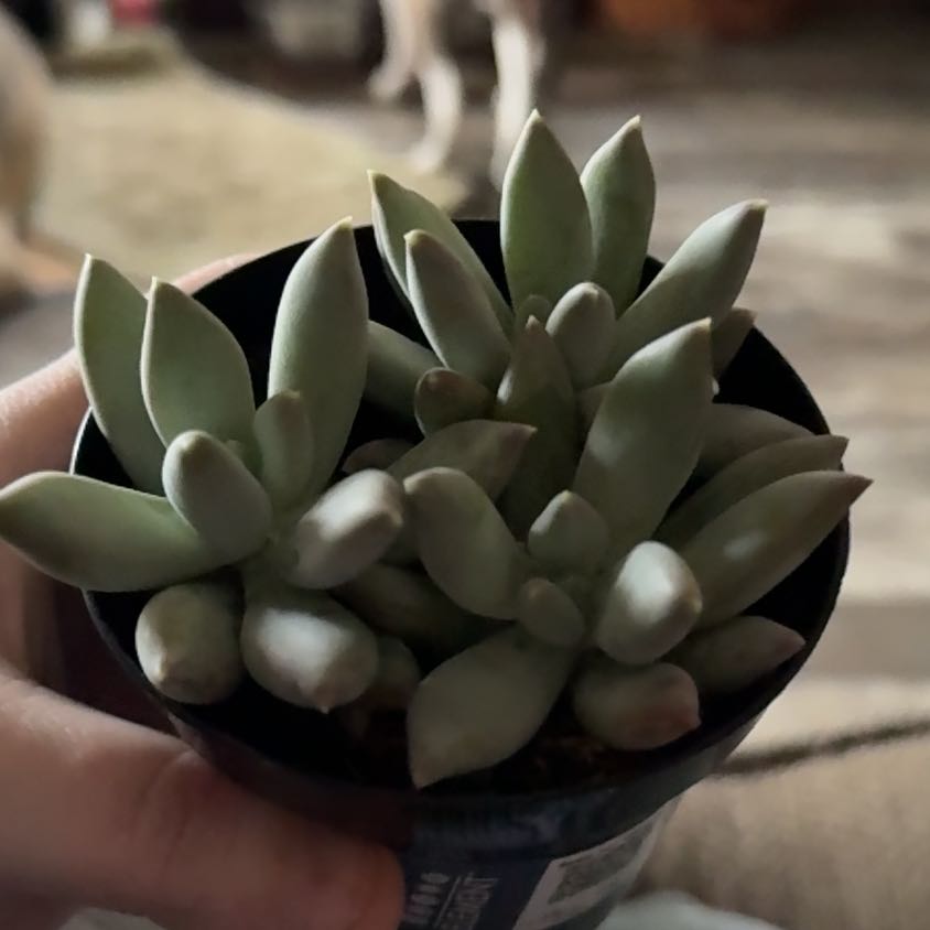 Photo of the plant species Moonsilver Succulent by @CoolTigerjade17 named Miley on Greg, the plant care app