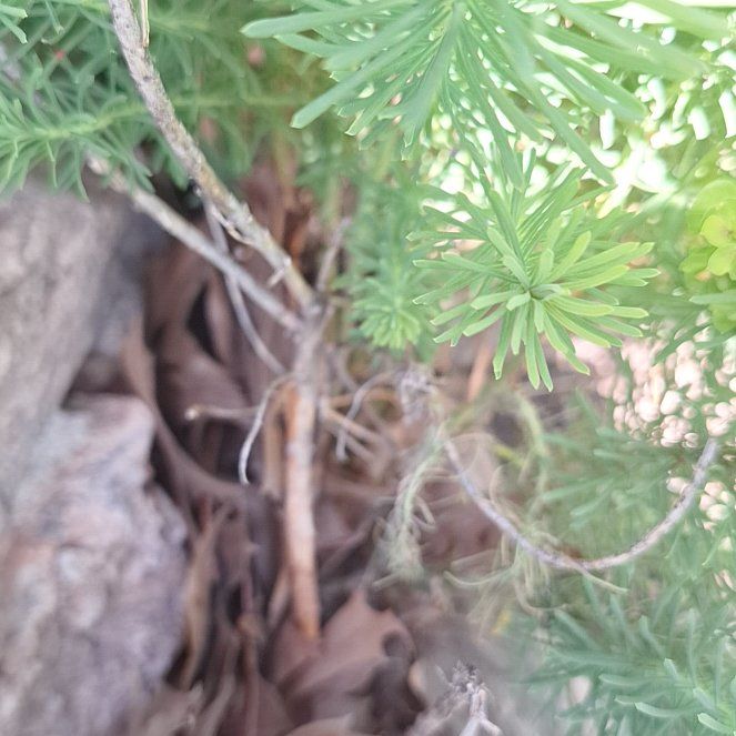 Photo of the plant species Cypress Spurge by @MeekPegaropa42 named Pax on Greg, the plant care app