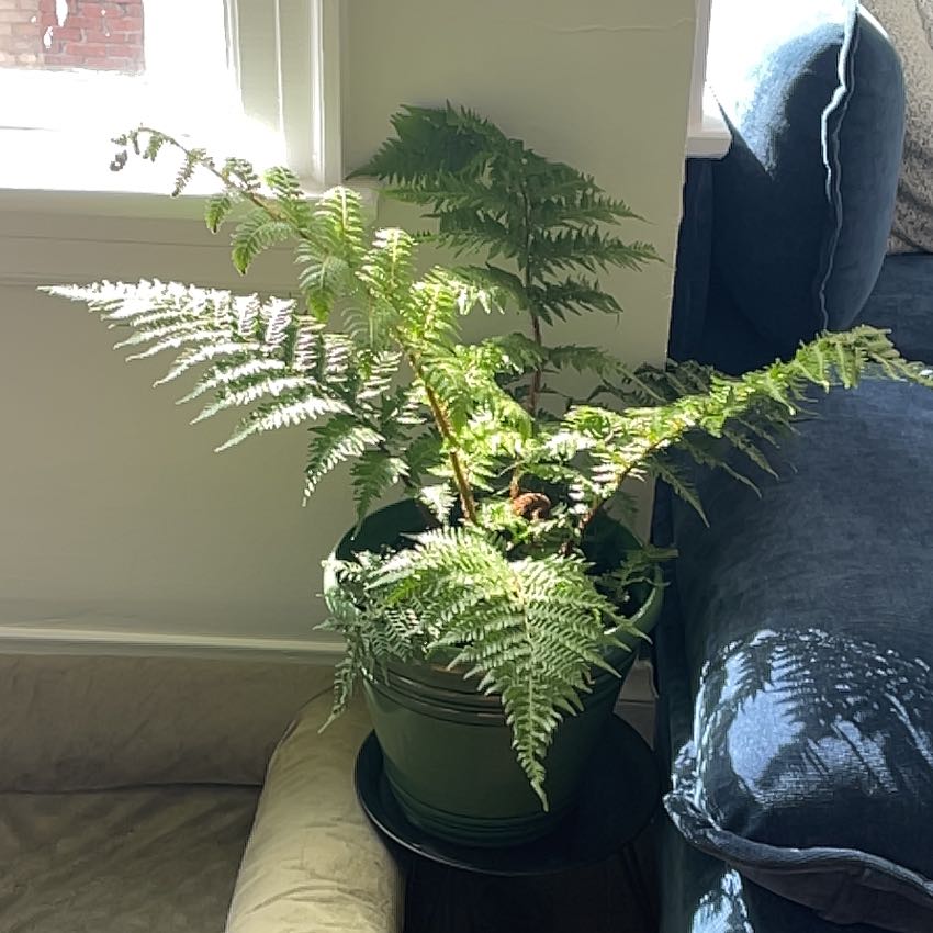 Photo of the plant species Australian Tree-Fern by @AstuteAsarina56 named Ferncault on Greg, the plant care app