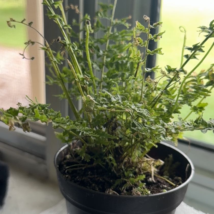 Photo of the plant species Green Fantasy Fern by @VehementParsley named Spike Leaves on Greg, the plant care app