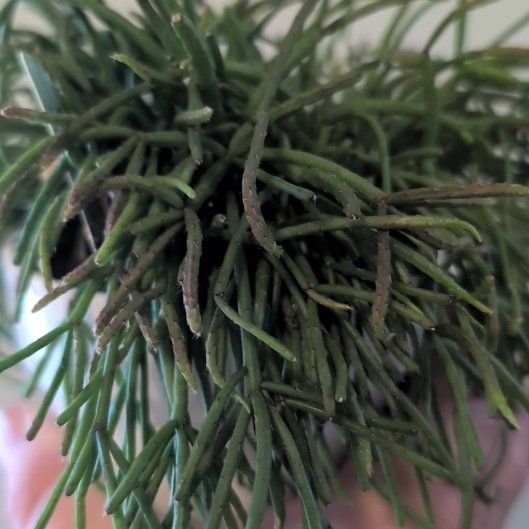 Photo of the plant species Rhipsalis Capilliformis by @SirPalesedge26 named Kylie on Greg, the plant care app
