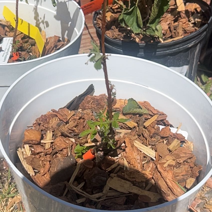 Photo of the plant species Raspberry by @GleamingLithop named da Vinci on Greg, the plant care app