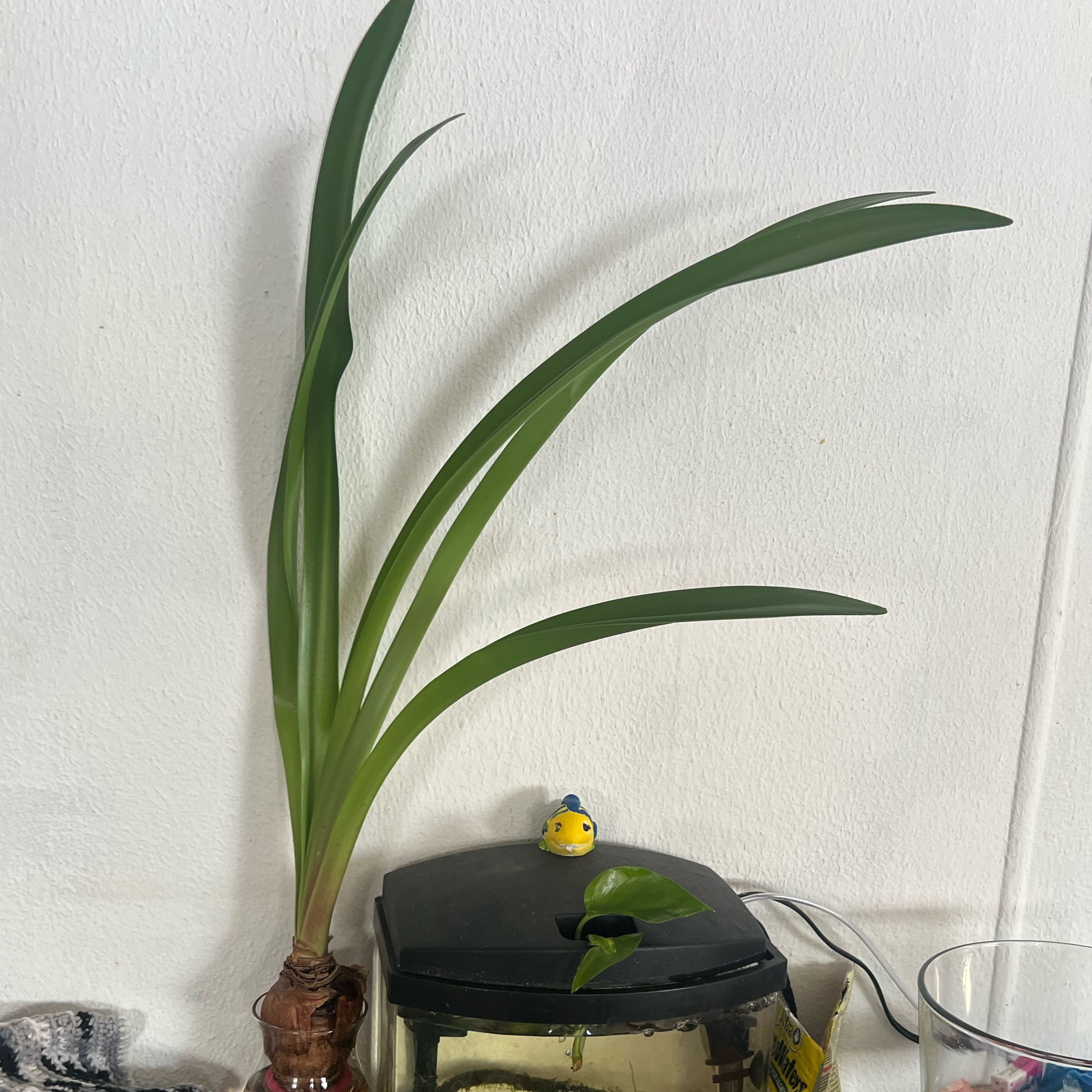 Photo of the plant species Red Lion Amaryllis by @CivicChards79 named Ruby on Greg, the plant care app