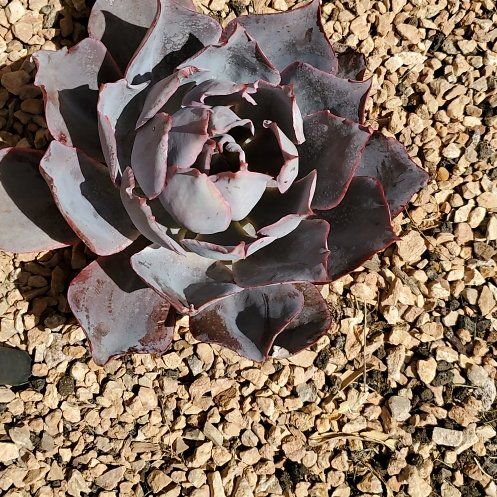 Photo of the plant species Echeveria by @YokeAlula12 named Maya on Greg, the plant care app