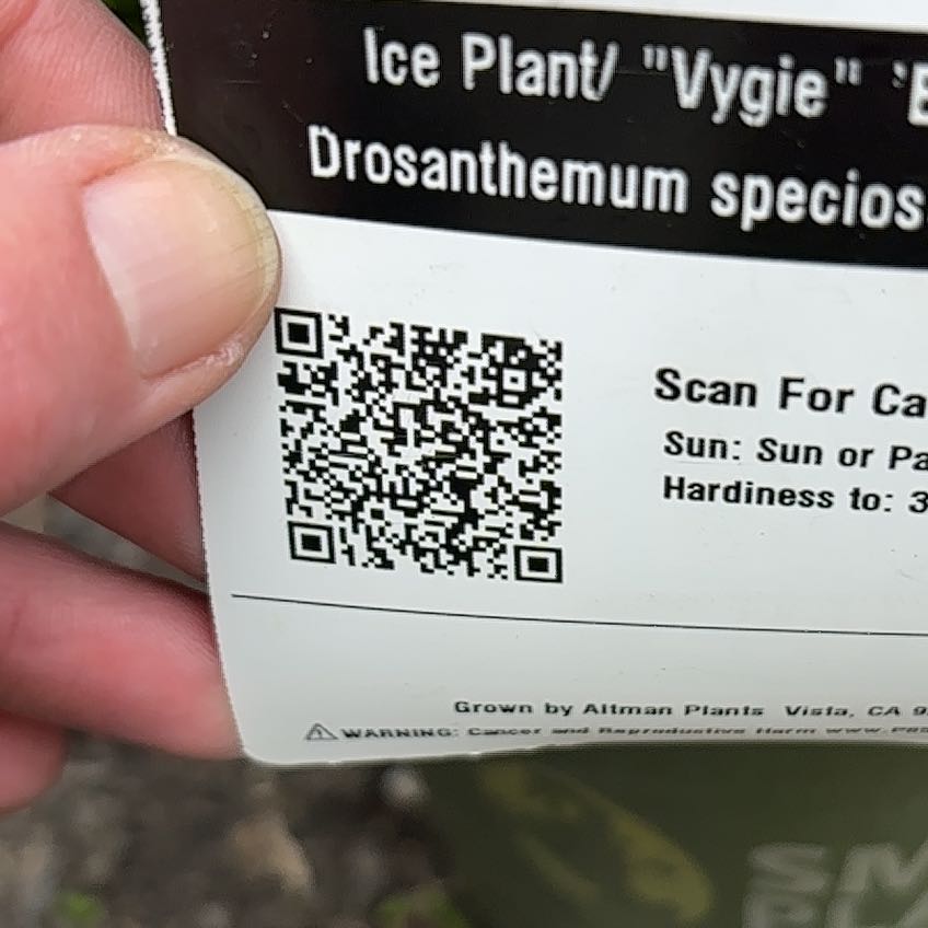 Photo of the plant species Drosanthemum speciosum 'Embers' by @LitheKeylime85 named Winston on Greg, the plant care app