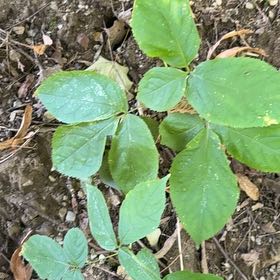 Photo of the plant species American Ginseng by Lesley named Sahara on Greg, the plant care app