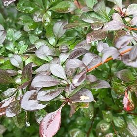 Photo of the plant species Japanese Barberry by Lesley named Sherlock on Greg, the plant care app