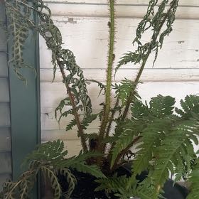 Photo of the plant species Australian Tree Fern by @OrganicLlavea6 named Demi on Greg, the plant care app